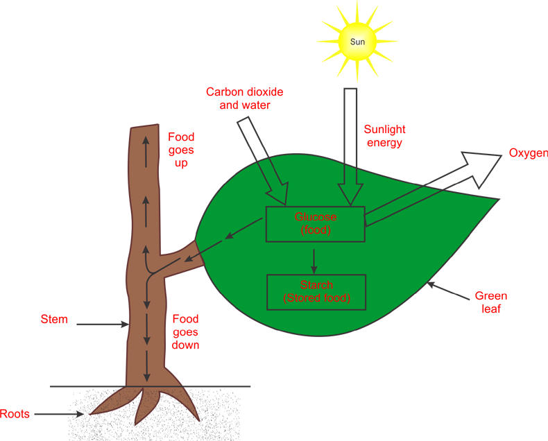 Nutrition Notes (Part1) Biology CBSE Class 10 kedarraj