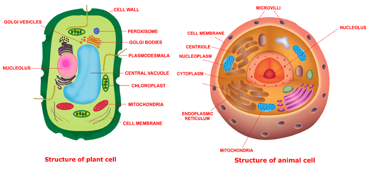 Fundamental Unit of Life (Cell) Notes (Part-1) Biology Class 9 - kedarraj